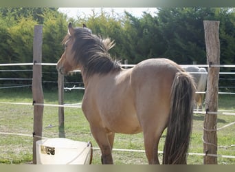 Poney Highland Croisé, Hongre, 2 Ans, 145 cm, Gris (bai-dun)