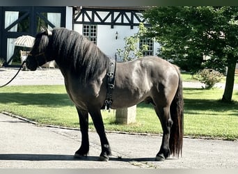 Poney Highland, Hongre, 3 Ans, 152 cm, Dunalino