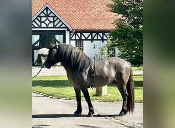 Poney Highland, Hongre, 3 Ans, 152 cm, Dunalino