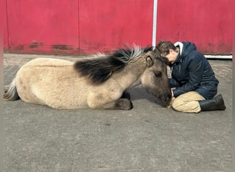 Poney Highland, Jument, 1 Année, Grullo