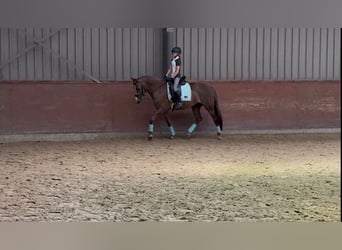 Poney New Forest, Étalon, 10 Ans, 149 cm, Alezan brûlé