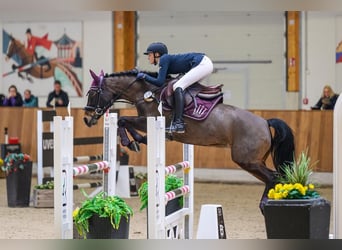 Poney New Forest, Étalon, 12 Ans, 144 cm, Bai