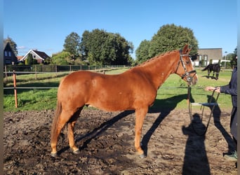 Poney New Forest, Étalon, 16 Ans, 147 cm