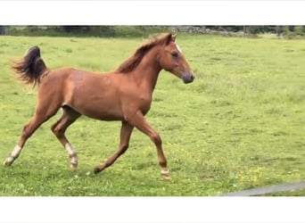 Poney New Forest, Étalon, 1 Année, 148 cm, Alezan brûlé