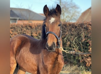 Poney New Forest, Étalon, 1 Année, 148 cm, Bai