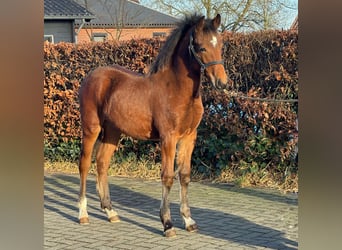 Poney New Forest, Étalon, 1 Année, 148 cm, Bai