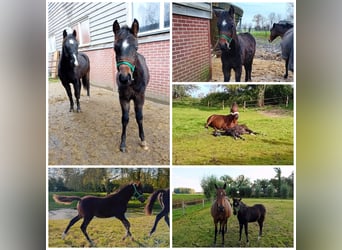 Poney New Forest, Étalon, 1 Année, Bai brun foncé