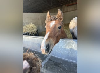 Poney New Forest, Étalon, 1 Année, Bai