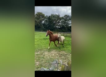 Poney New Forest, Étalon, 1 Année, Isabelle