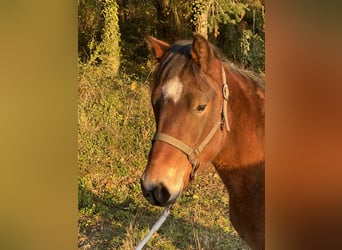 Poney New Forest, Étalon, 2 Ans, 140 cm, Bai