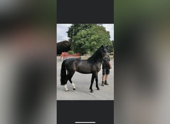 Poney New Forest, Étalon, 4 Ans, 139 cm, Bai brun foncé