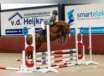 Poney New Forest, Étalon, 4 Ans, 145 cm, Alezan