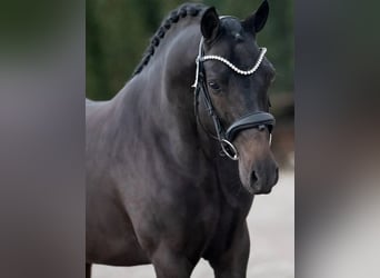 Poney New Forest, Étalon, 4 Ans, 146 cm, Noir