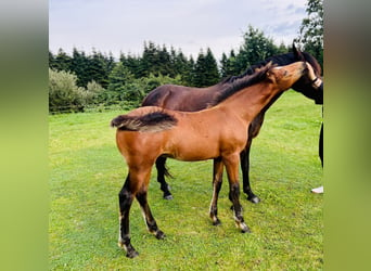 Poney New Forest, Étalon, Poulain (05/2024), Bai