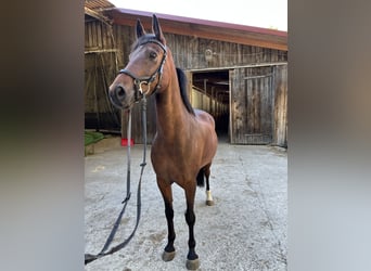 Poney New Forest, Hongre, 11 Ans, 145 cm, Bai brun