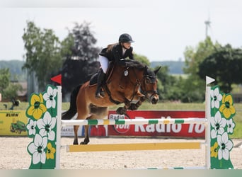 Poney New Forest, Hongre, 11 Ans, 148 cm, Bai