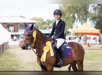 Poney New Forest, Hongre, 13 Ans, 145 cm