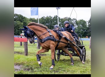 Poney New Forest, Hongre, 13 Ans, 147 cm, Alezan