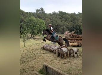 Poney New Forest, Hongre, 14 Ans, 118 cm, Bai