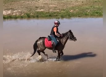 Poney New Forest, Hongre, 14 Ans, 118 cm, Bai