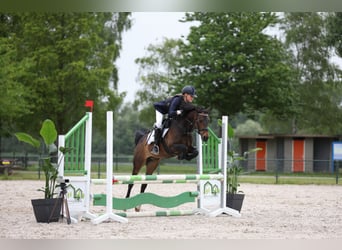 Poney New Forest, Hongre, 14 Ans, 144 cm, Bai brun