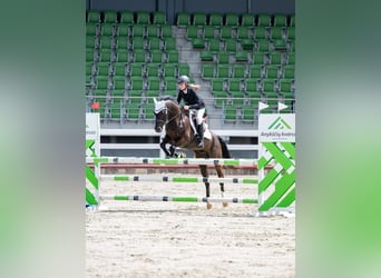 Poney New Forest, Hongre, 14 Ans, 146 cm, Bai brun