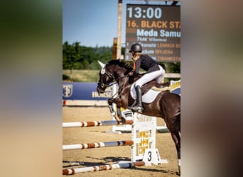 Poney New Forest, Hongre, 14 Ans, 146 cm, Bai brun