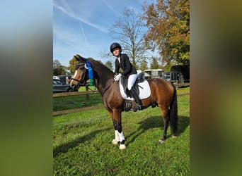 Poney New Forest, Hongre, 14 Ans, 146 cm, Bai