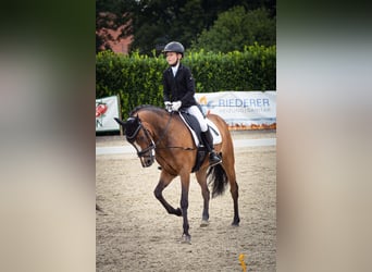 Poney New Forest, Hongre, 14 Ans, 146 cm, Bai