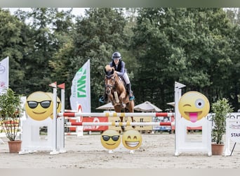 Poney New Forest, Hongre, 15 Ans, 147 cm, Alezan