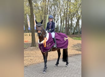 Poney New Forest, Hongre, 15 Ans, 147 cm, Bai brun