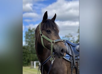 Poney New Forest, Hongre, 16 Ans