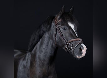 Poney New Forest, Hongre, 18 Ans, 147 cm, Noir