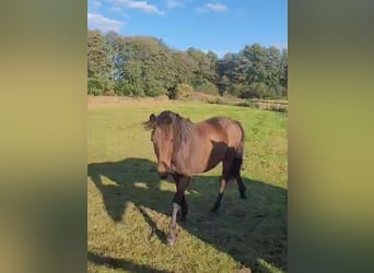 Poney New Forest, Hongre, 1 Année, Bai brun