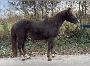 Poney New Forest, Hongre, 2 Ans, Alezan brûlé