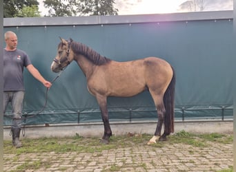 Poney New Forest, Hongre, 3 Ans, 144 cm, Buckskin