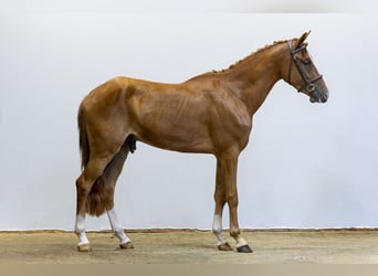 Poney New Forest, Hongre, 3 Ans, 152 cm, Alezan