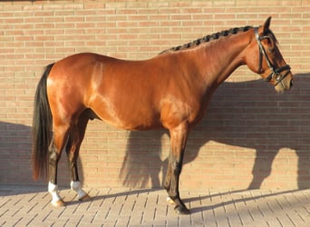 Poney New Forest, Hongre, 4 Ans, 144 cm, Bai