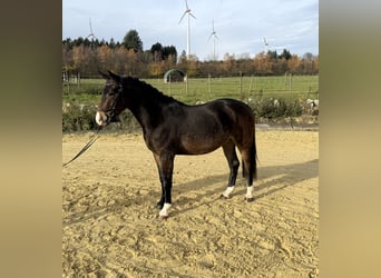 Poney New Forest, Hongre, 4 Ans, 145 cm, Bai