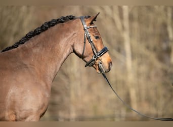 Poney New Forest, Hongre, 4 Ans, 146 cm, Bai