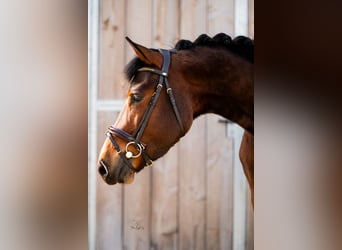 Poney New Forest, Hongre, 4 Ans, 147 cm, Bai brun