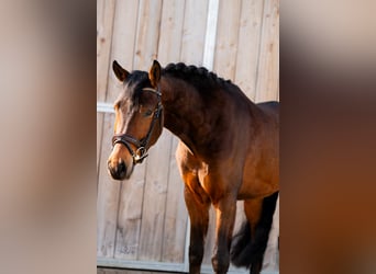 Poney New Forest, Hongre, 4 Ans, 147 cm, Bai brun