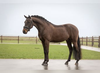 Poney New Forest, Hongre, 5 Ans, 145 cm, Bai brun