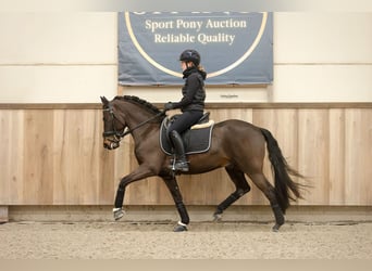 Poney New Forest, Hongre, 5 Ans, 145 cm, Bai brun