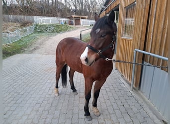 Poney New Forest, Hongre, 5 Ans, 146 cm, Bai brun
