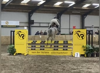 Poney New Forest Croisé, Hongre, 5 Ans, 147 cm, Roan-Bay