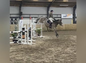 Poney New Forest Croisé, Hongre, 5 Ans, 147 cm, Roan-Bay