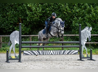 Poney New Forest, Hongre, 6 Ans, 136 cm, Gris