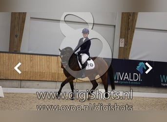 Poney New Forest, Hongre, 6 Ans, 147 cm, Bai