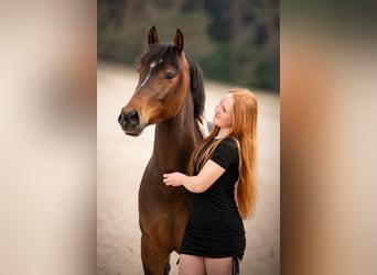 Poney New Forest, Hongre, 6 Ans, 147 cm, Bai